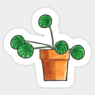 Watermelon Peperomia - House Plant Watercolour Sticker